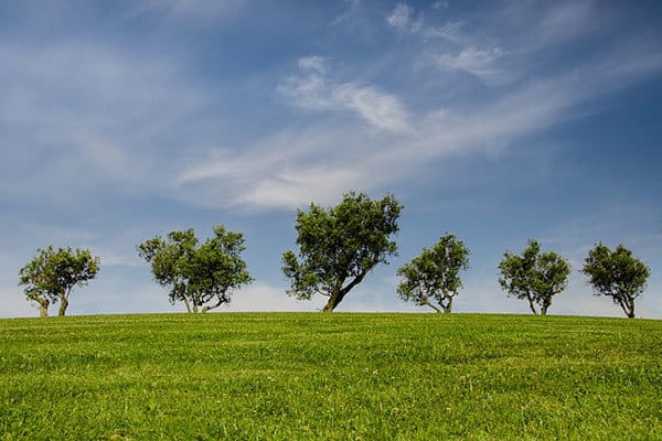 natuur bomen gras wolken