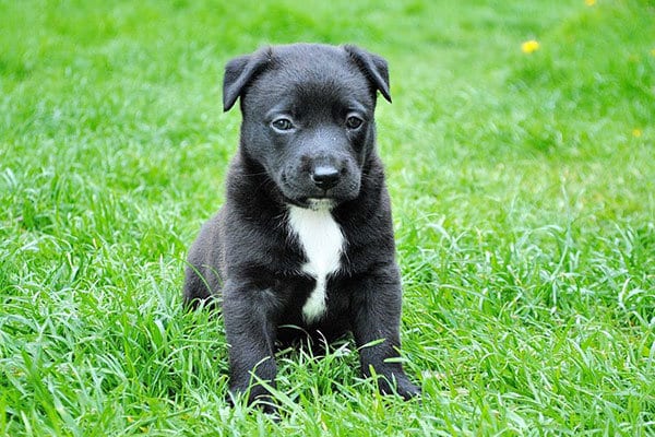 puppy in het gras