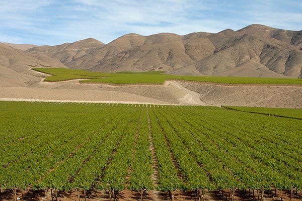 Wijnplantage Chili