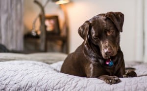 labrador donkerbruin