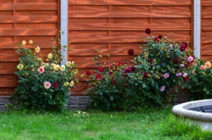 Schutting in de tuin