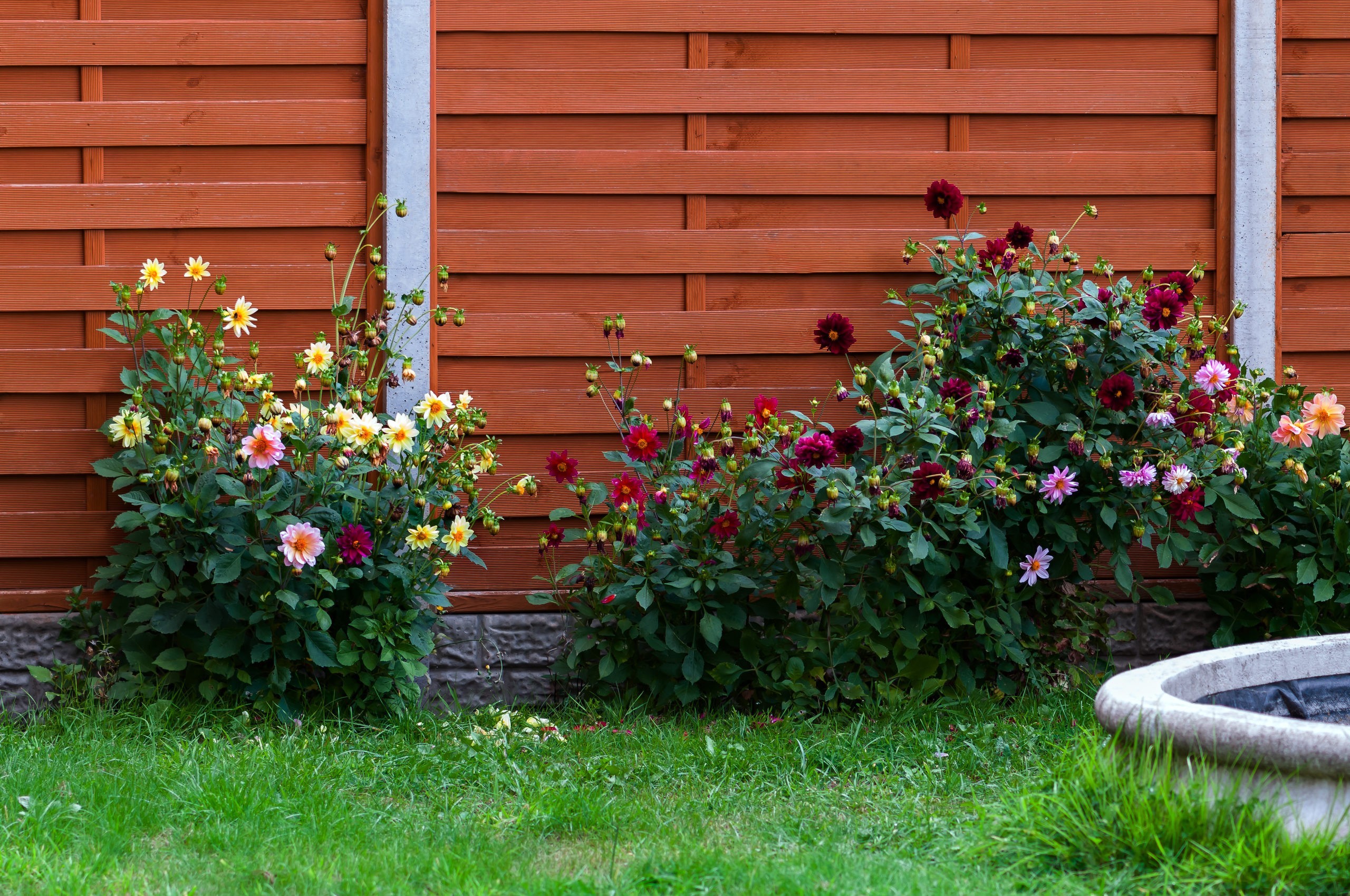 Schutting in de tuin