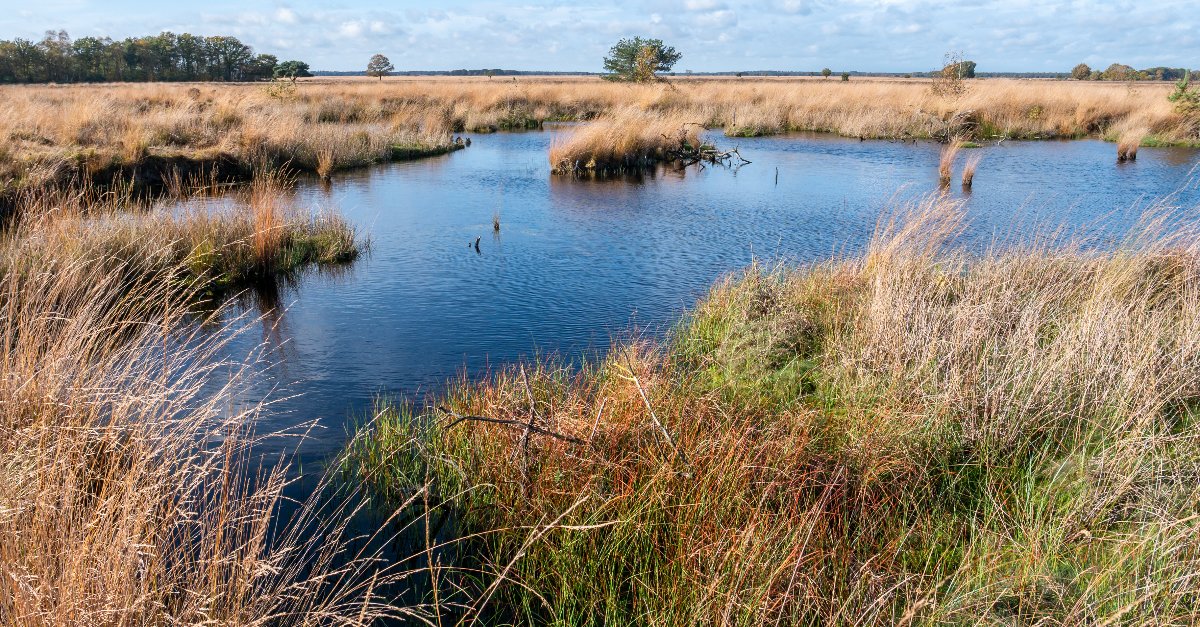 drentse natuur